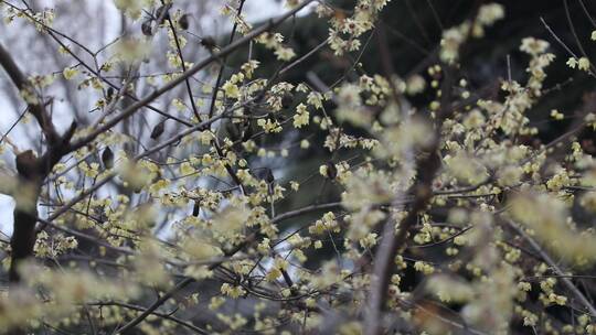 黄色的梅花傲雪开放