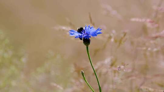蓝色矢车菊草丛里的小花