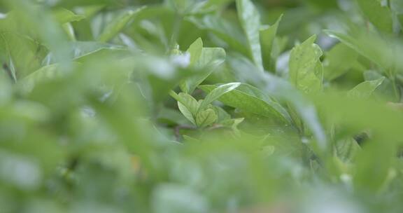 唯美春天公园花草树木阳光风景8K实拍