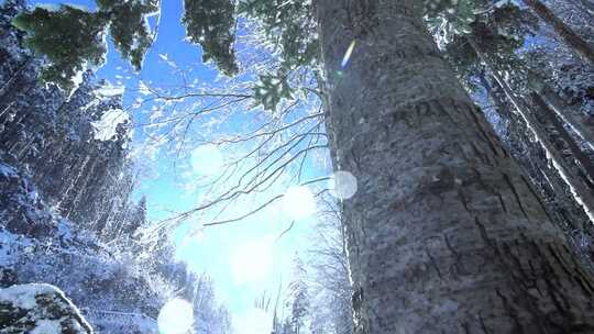 唯美冬季树林中飘落的雪花视频素材模板下载