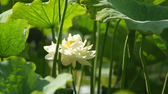 风中的白莲花