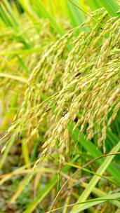 秋天成熟的水稻稻穗