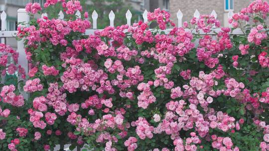 城市内的花——栅栏上的蔷薇