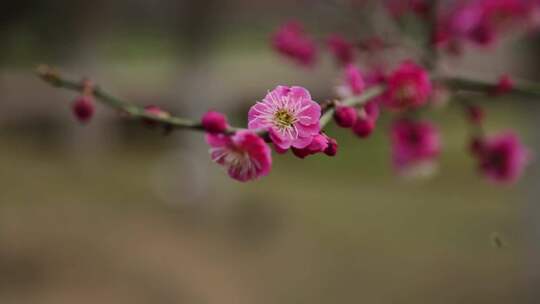 盛开的红梅花朵绽放