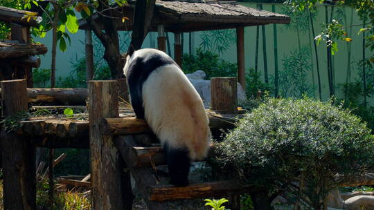 动物园国宝大熊猫