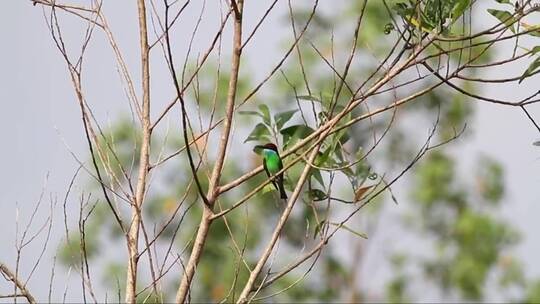 树枝上蓝绿相间的鸟