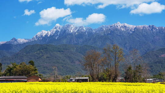 【延时】雪山下的乡村油菜花田视频素材模板下载