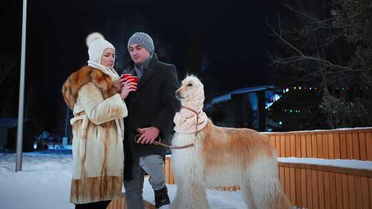 雪，狗，狗，阿富汗猎犬