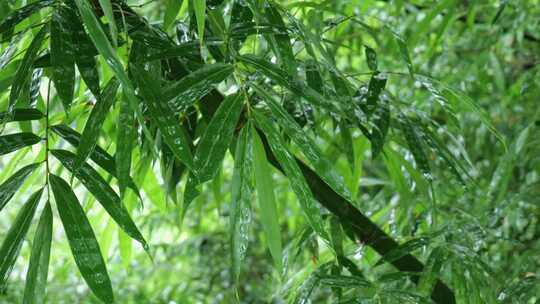 下雨天带水珠的竹叶特写