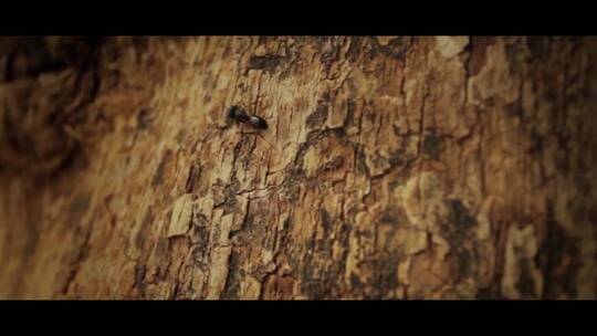 树木上的蚂蚁汇编视频