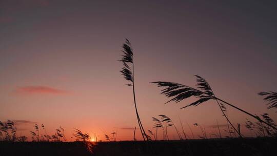 日出时在风中舞动的小草