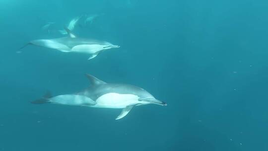 海豚群 大海