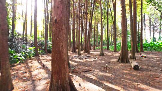 森林阳光生态环保树林