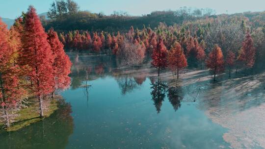 冬季生长在水里水杉红色树叶
