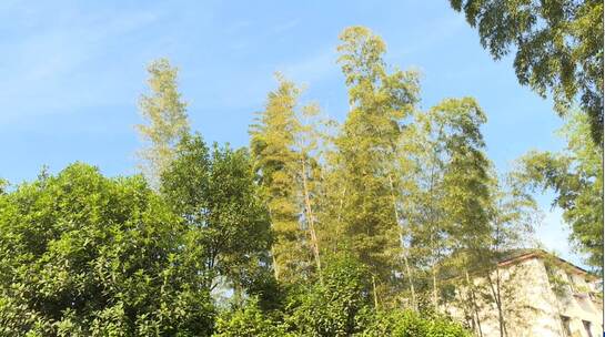 蓝天下的农家院子竹林