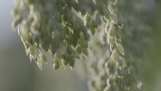 大黄米种植LOG糜子特写LOG