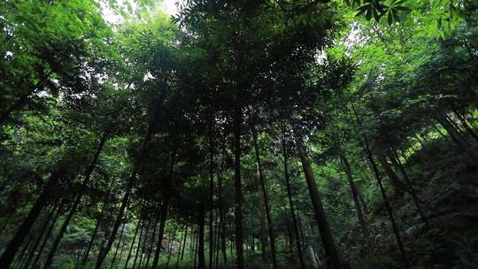 雨后山林