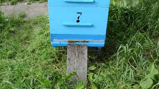 蓝色蜂巢和蜂房里的蜜蜂