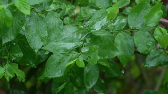 雨中绿叶滴水