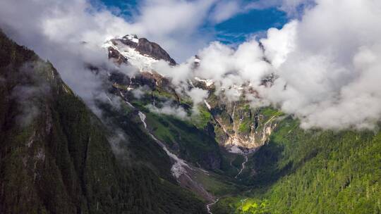 雨崩村雪山下的原始森林云雾