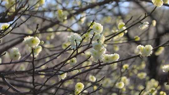 早春白梅绿梅盛开唯美空镜
