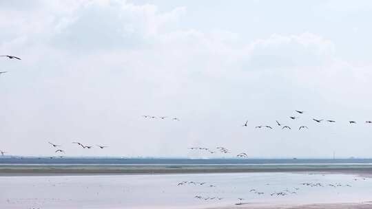 江西鄱阳湖湿地候鸟白鹤大雁