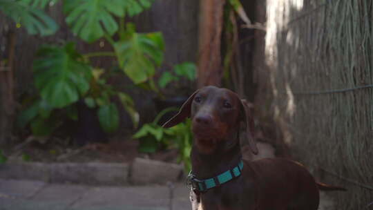 香肠狗（腊肠犬）咀嚼零食并抬头看