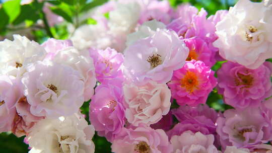 春天蔷薇花花朵开放4K视频素材模板下载