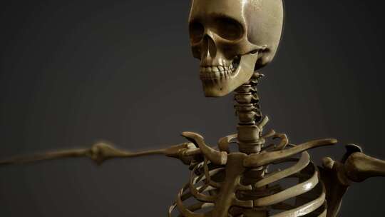 人体骨骼 人体模型视频素材模板下载