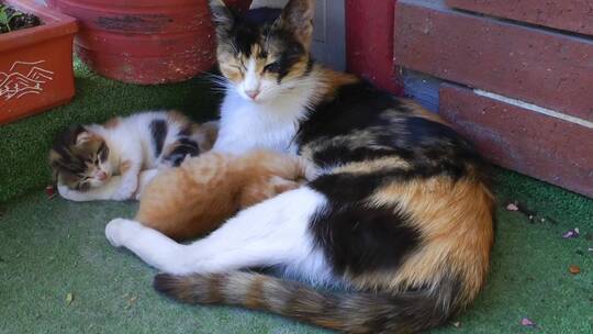 母猫和她的幼猫视频素材模板下载