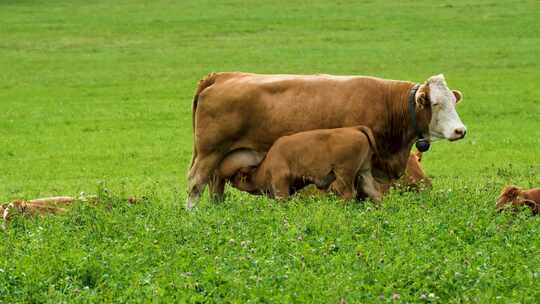 草原生正在喝奶的小牛犊