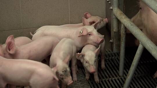 人工养殖的猪