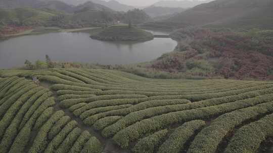 茶山 茶园 采茶