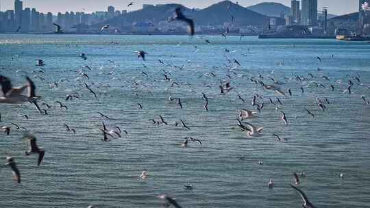 航拍大连星海广场海鸥飞翔