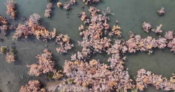 赤金峡水库湿地胡杨航拍