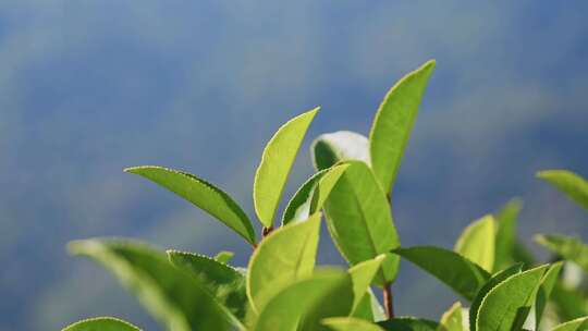 茶山茶园红茶绿茶茶叶种植视频素材模板下载