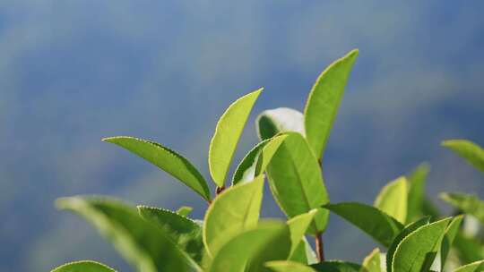 茶山茶园红茶绿茶茶叶种植