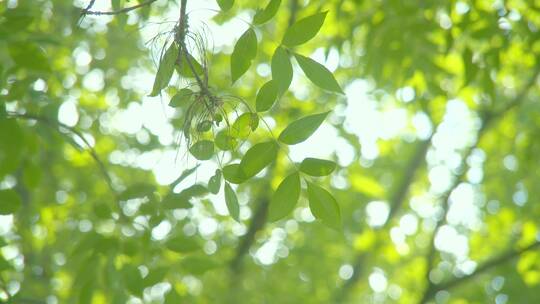 夏天阳光树叶唯美空镜头意境植物视频素材模板下载