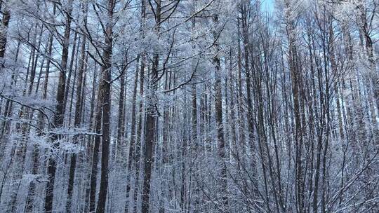 寒冬松林雪景松树林雪林雪松松枝挂雪