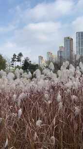 一片高高的草地，背景是高高的建筑