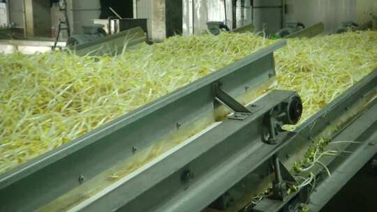 豆芽 工业化生产 农业工业化 黄豆芽 农产品视频素材模板下载