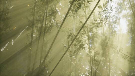竹林弥漫的晨雾天气