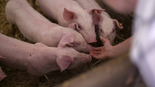 农场饲养的小猪视频素材模板下载