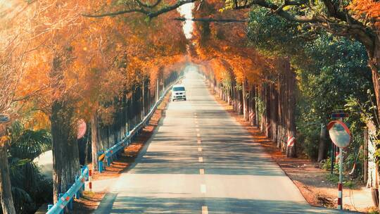 杭州绝美秋景道路航拍