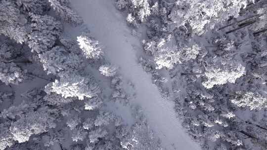 4K 航拍冬季树林视频素材模板下载