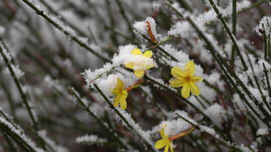 春天雪中的迎春花空境升格