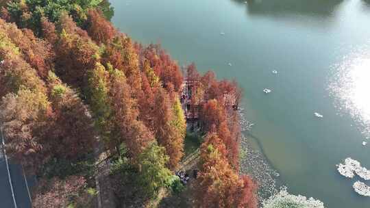 中国广东省广州市黄埔区知识城凤凰湖水杉