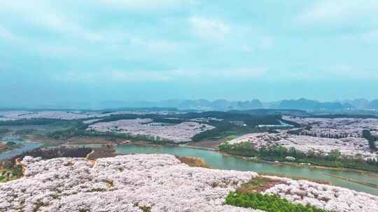 4K延时航拍贵州平坝樱花自然美景