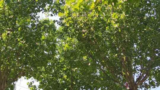 城市绿化参天大树蓝天下风吹树叶植物实拍