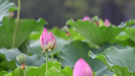 荷花莲花